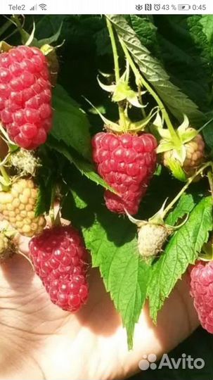 Малина ремонтантная Геракл