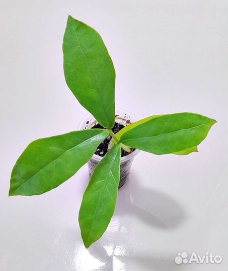 Замиокулькас Лонг Лив лемон