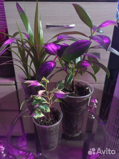 Комнатные цветы