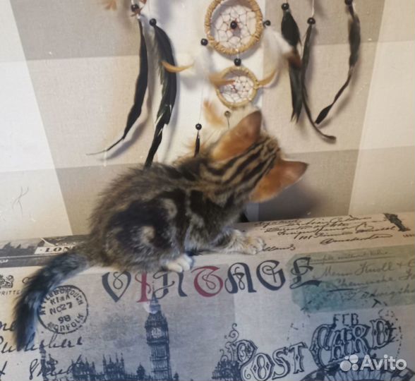 Котята от шотландской кошечки