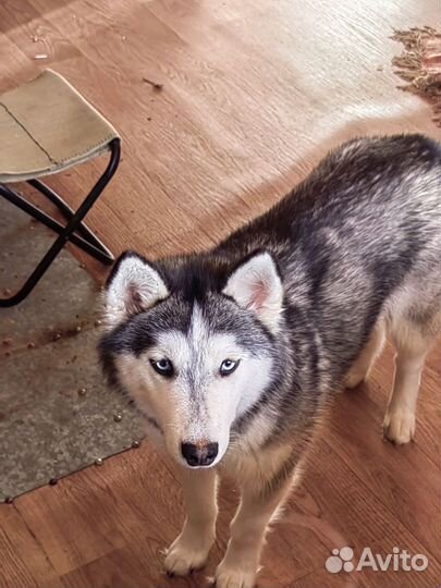 Щенки хаски