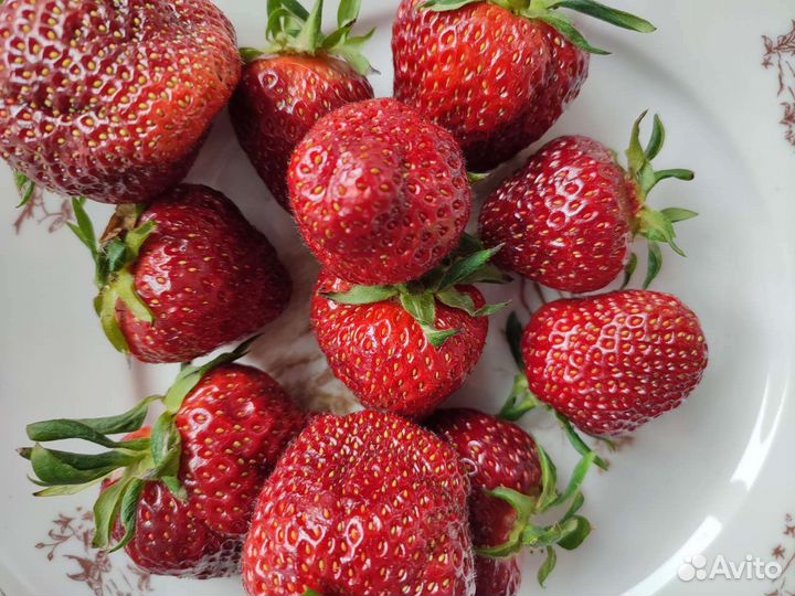 Рассада клубники