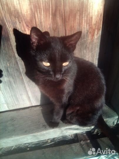 Отдам в самые добрые руки котика и кошку