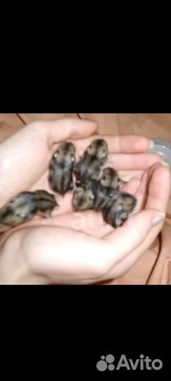Джунгарские хомячки