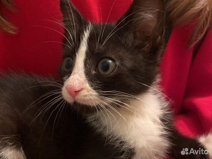 Котенок бесплатно