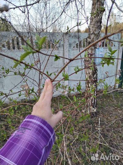 Чубушник жасмин