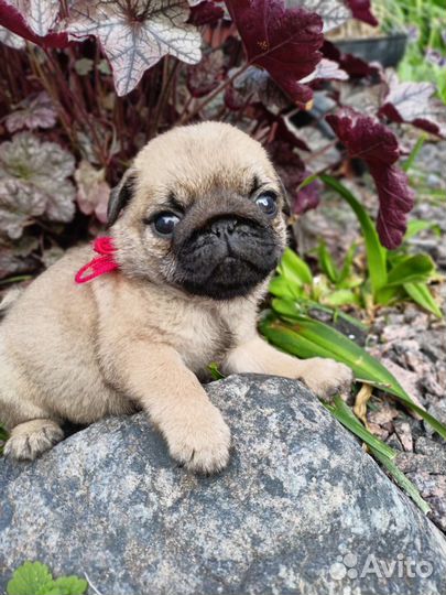 Красивые щеночки мопсики