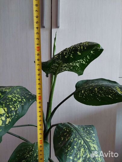 Диффенбахия