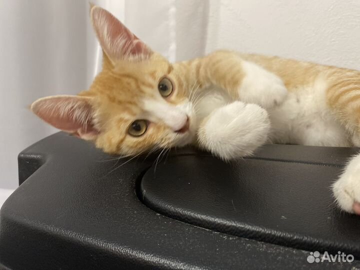 Золотинка ищет дом