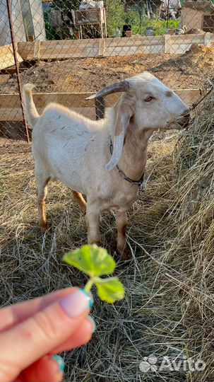 Англо нубийские козлики