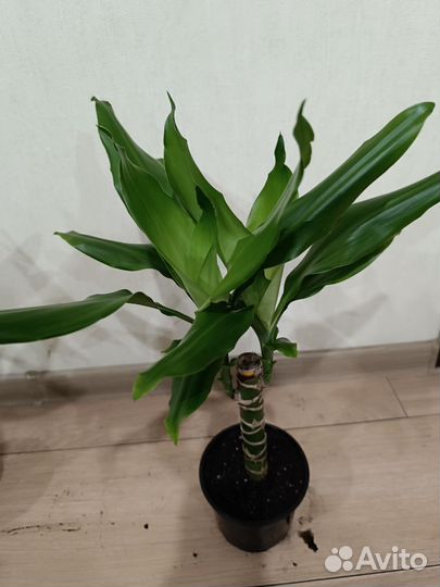 Драцена Голден Коаст, Фрагранс Голден