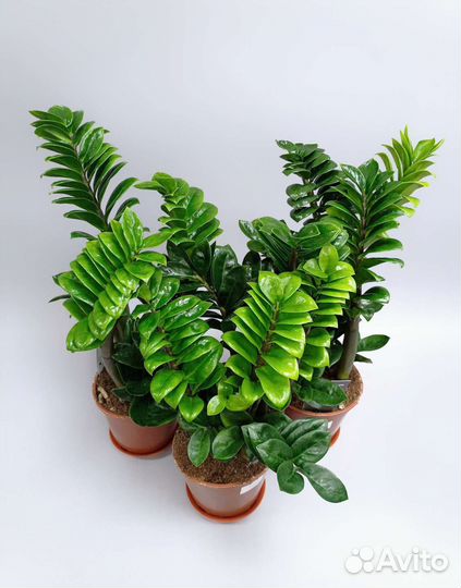 Замиокулькас Zenzi