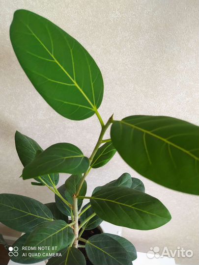 Фикус бенгальский