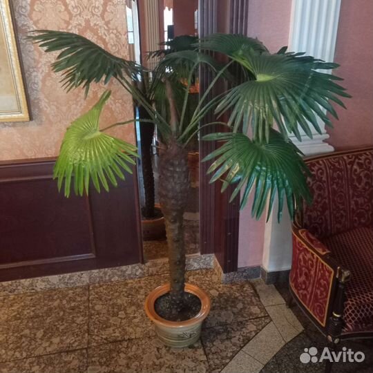 Искусственная пальма бу