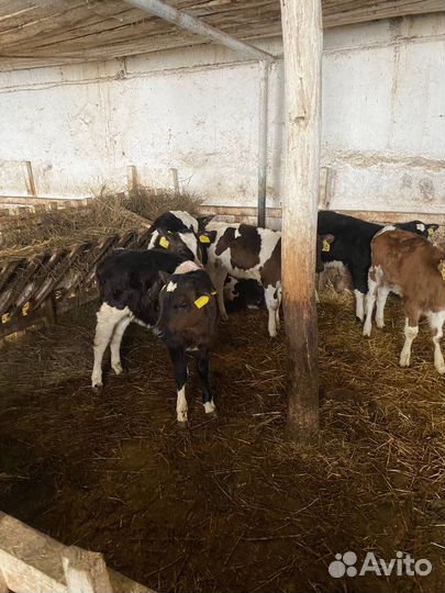 Крс бычки И телки