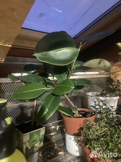 Комнатные цветы разные