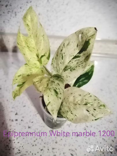 Epipremnum, Сциндапсус