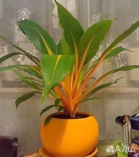 Хлорофитум Грин Оранж
