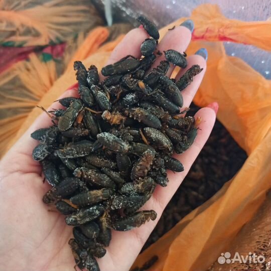 Сверчок 2 вида,Саранча,таракан Блаптика, Мраморный