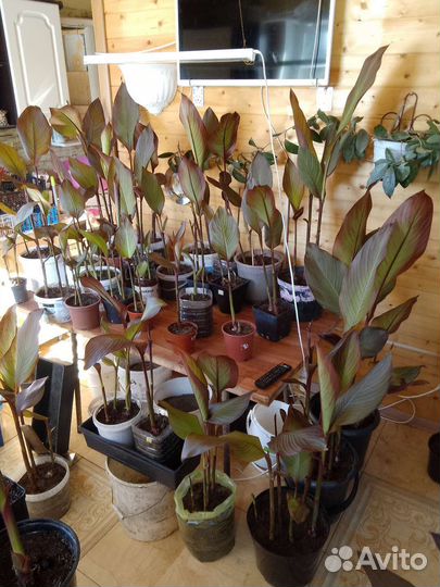 Кана цветок