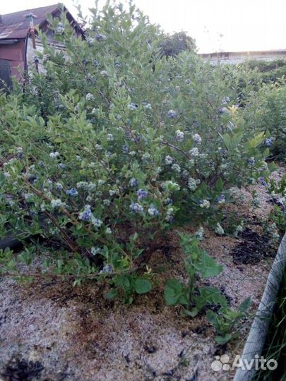 Голубика ягода