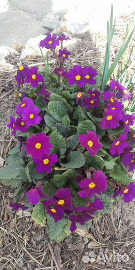 Цветы примула