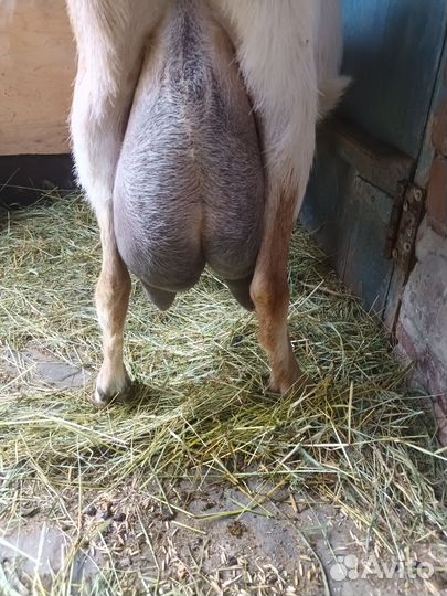 Коза дойная, козлик