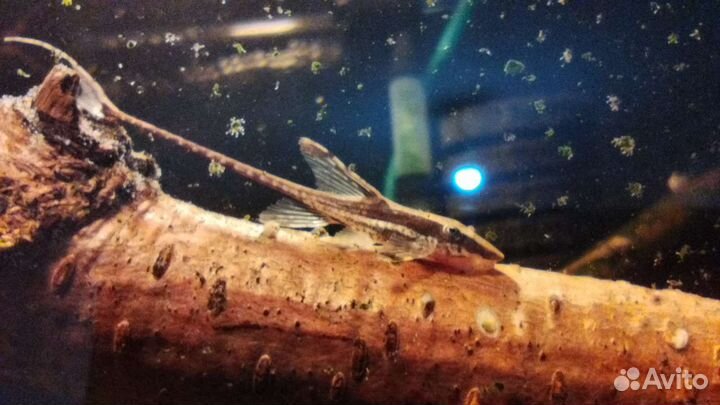 Стурисома панамская