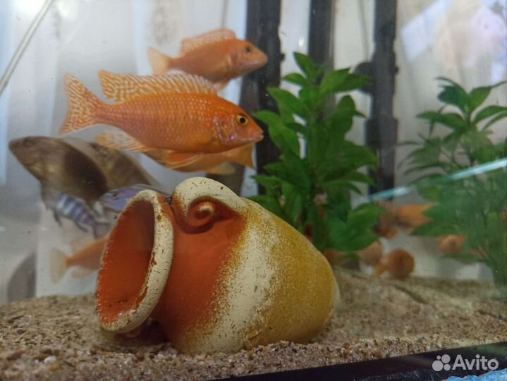 Аквариумные рыбки, Цихлиды, мультик,еллоу,фронтоза