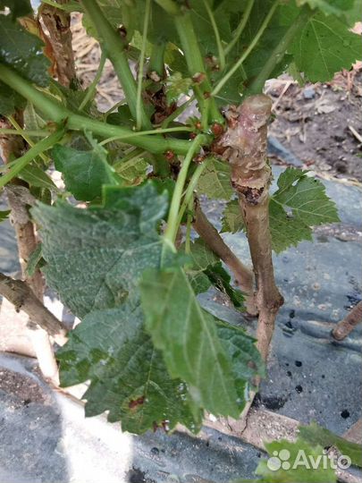 Привитые Саженцы винограда