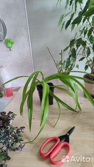 Хлорофитум