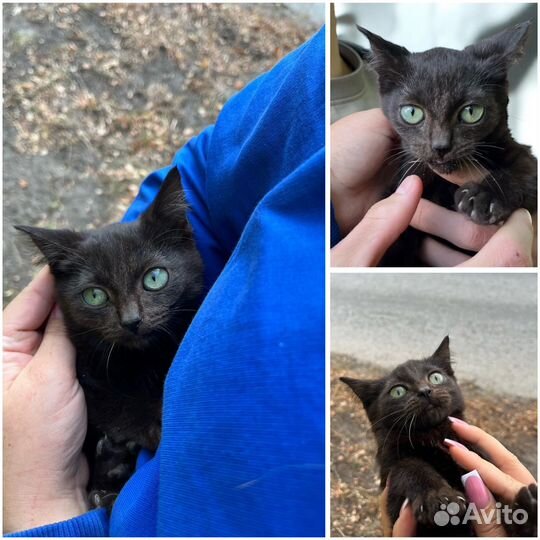 Котенок черная пантера