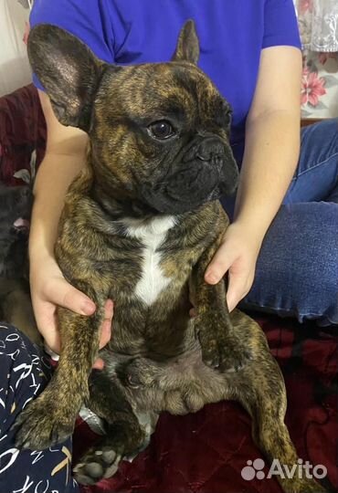 Французский бульдог кабель вязка