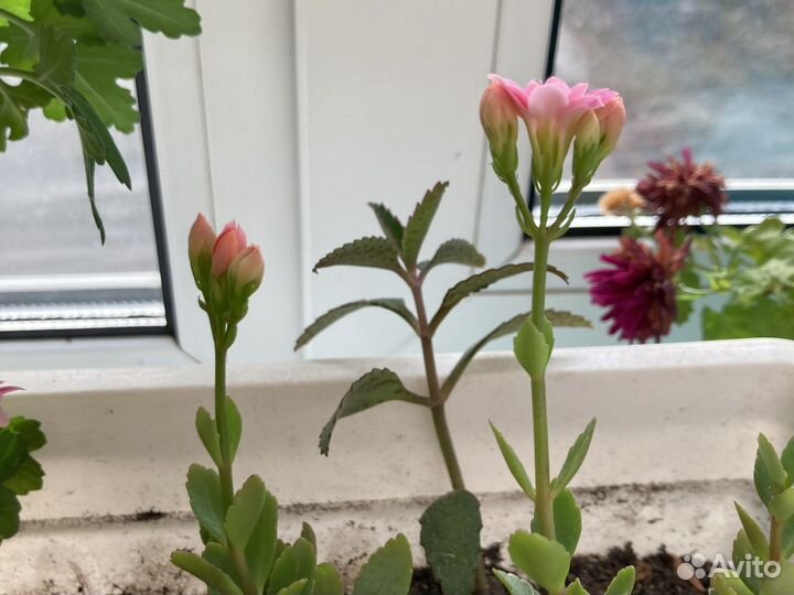 Каланхоэ цветущий