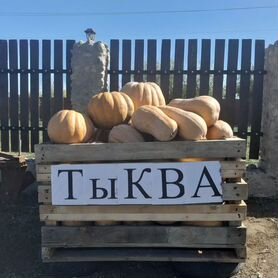 Тыква