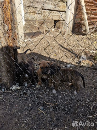 Алано Эспаньол