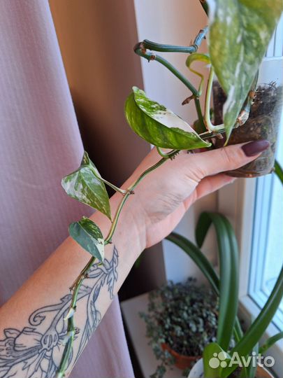 Сциндапсусы и эпипремнумы