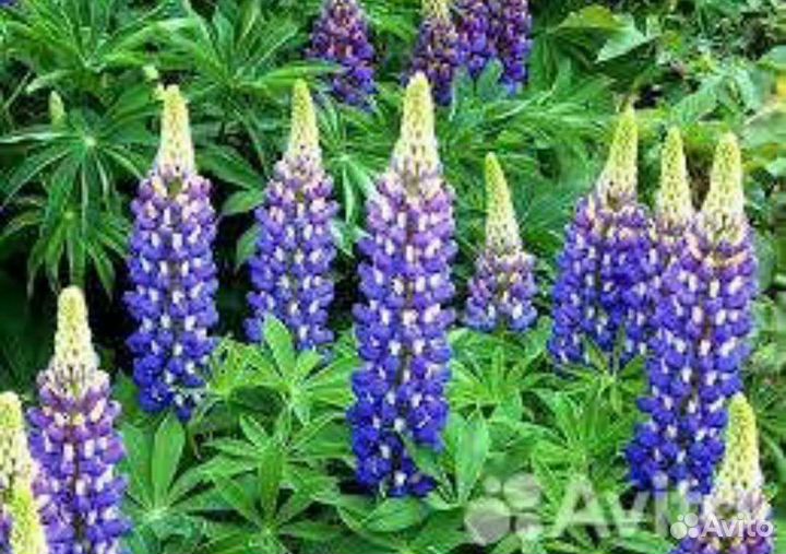 Рассада люпинов