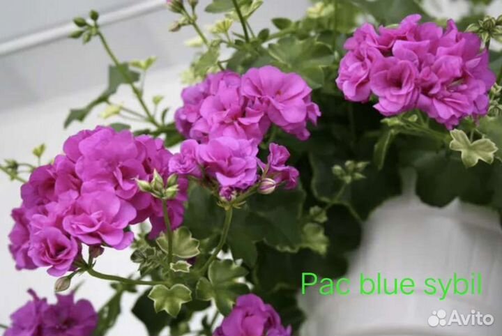 Пеларгонии