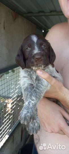 Дратхаар щенок
