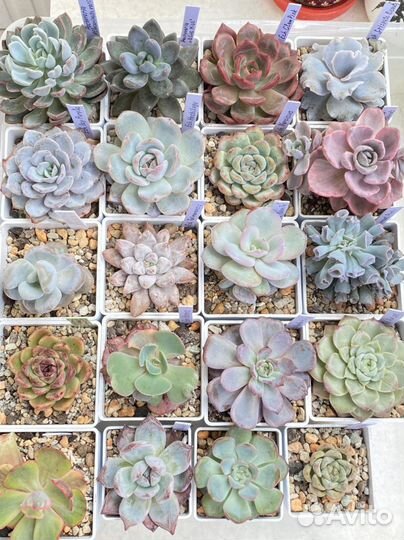 Набор эхеверии Корея