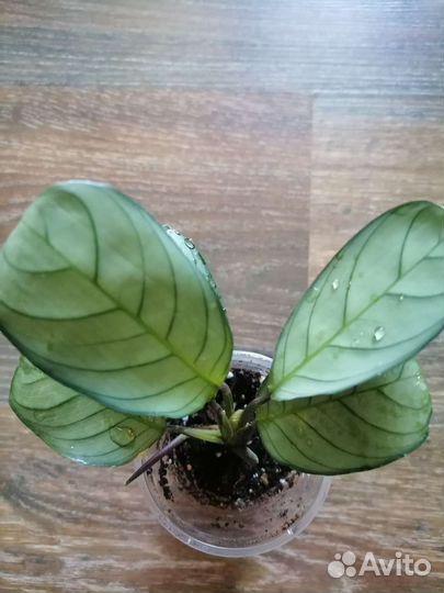 Комнатные растения цветы