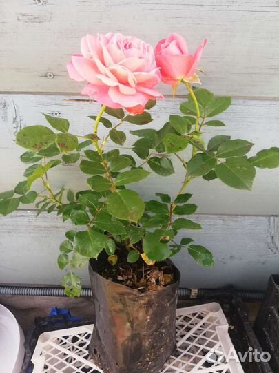 Саженцы роз