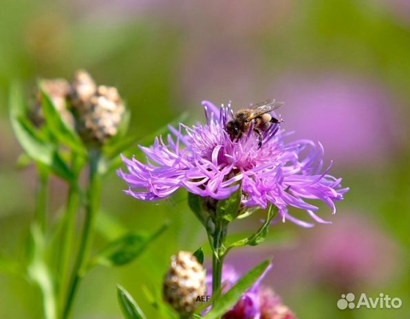Мёд 2024 года из Алтая опт