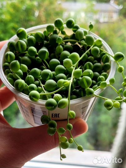 Крестовник Роули