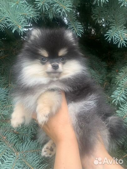 Щенок померанского шпица