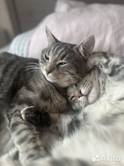 Зооняня, котоняня