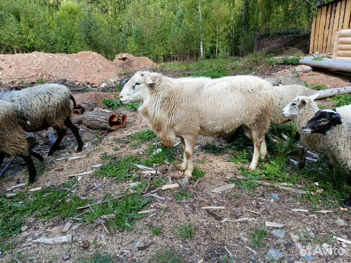 Продам барана