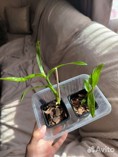 Дендробиум белый детки