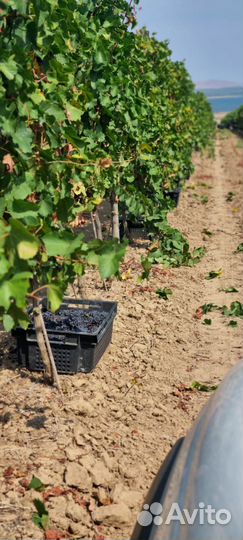 Саперави виноград технический